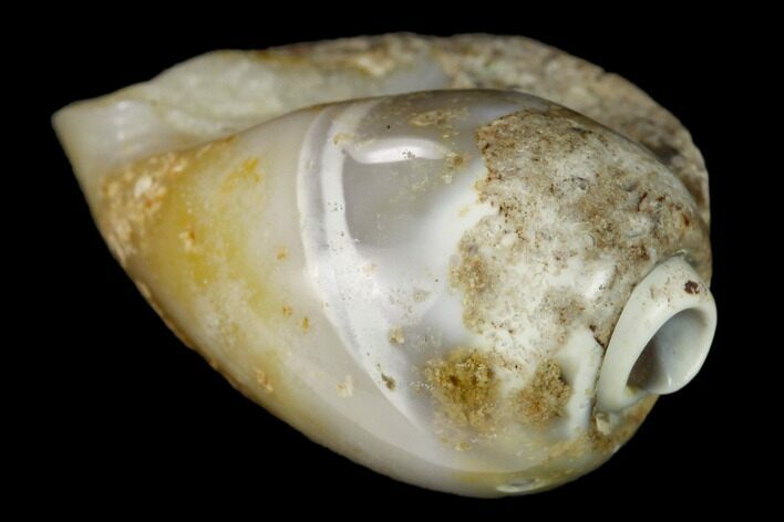 Polished, Chalcedony Replaced Gastropod Fossil - India #133517